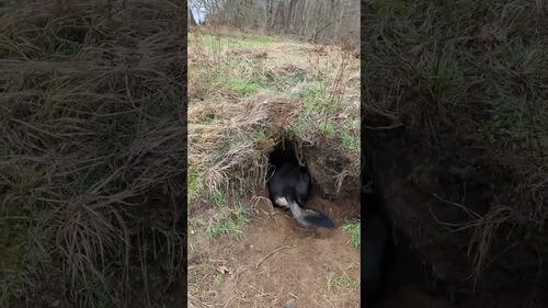 Neuer Ausbildungsgang für Schäfis: Bergbau-Hund!