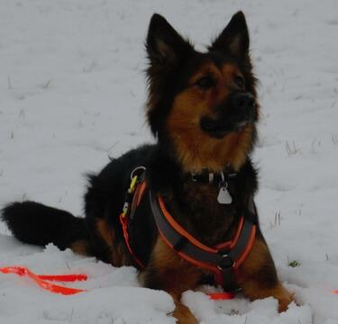 Tilli im Schnee :)