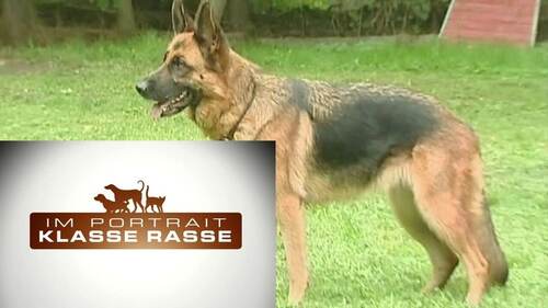 Deutscher Schäferhund