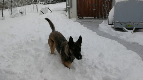 Lexy und viel Schnee