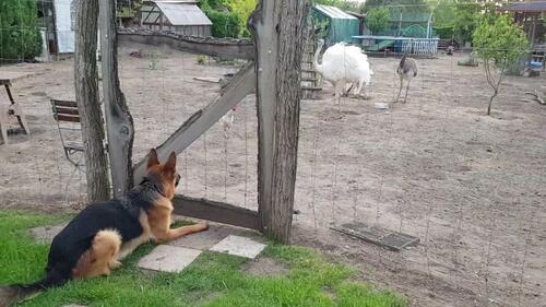 Witus guckt einen Krimi beim Nachbarn