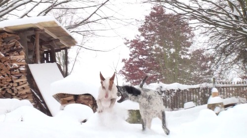 Toben im Schnee