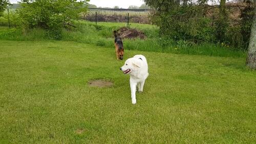 Ein Hütehund stattet Witus einen Besuch ab