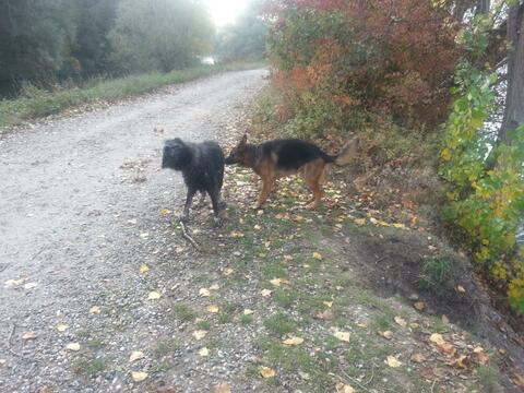 Charly und Roopa - erste Kontakte...