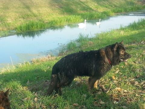 Roopa, der Schwimmprofi...