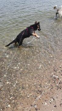 Tara Ausflug an den Rhein, erste begegnung mit Wasser zum reingehen 🙂