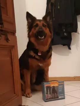Pfotenschuhe der erste Versuch ;)