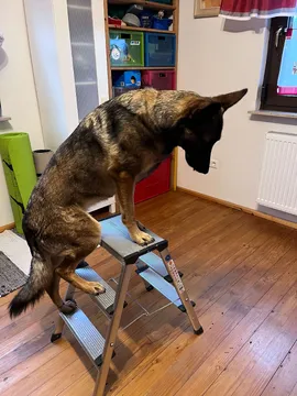 Lexy auf der Leiter