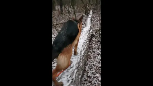 Witus läuft und springt über Baumstamm