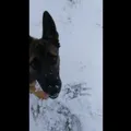 Schneetag