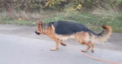 Witus lahmt