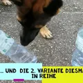Flaschenkegeln