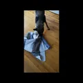 Lexy Teppich rollen