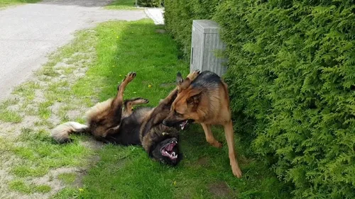 Witus neue Freundin Jana, Leo-Labbi-Mix Dame, 15 Monate