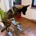 Lexy auf der Leiter