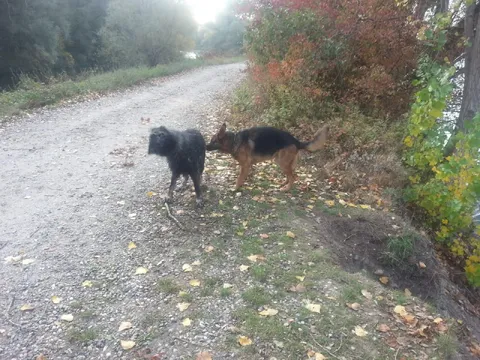 Charly und Roopa - erste Kontakte...
