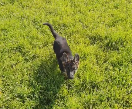 Kleine Übung bei Spaziergang mit Tara