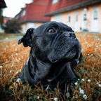 Tierbild